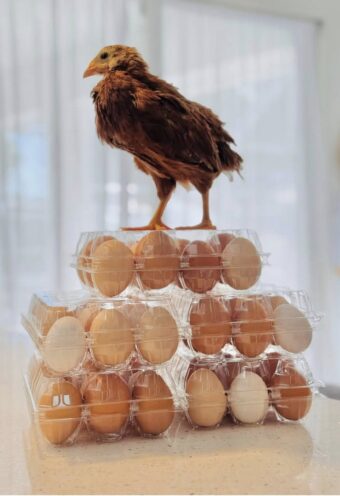 Unwashed Farm Eggs